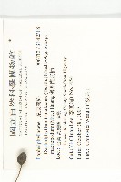 薄葉虎皮楠藏品圖，第2張