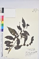 披針葉饅頭果藏品圖，第1張