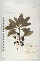 奧氏虎皮楠藏品圖，第1張