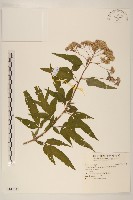 臺灣澤蘭藏品圖，第1張