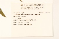 臺灣澤蘭藏品圖，第2張