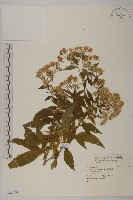 臺灣馬蘭藏品圖，第1張