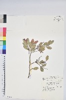 凹葉越橘藏品圖，第1張