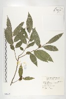 軟毛柿藏品圖，第1張