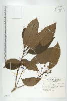 猴歡喜藏品圖，第1張