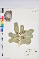 蘭嶼土沉香藏品圖，第1張