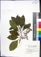 紅頭李欖藏品圖，第1張