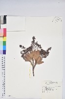 臺灣馬醉木藏品圖，第1張