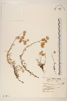 鼠麴草藏品圖，第1張