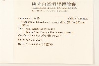 鼠麴草藏品圖，第2張