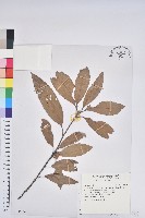 捲斗櫟藏品圖，第1張