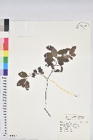 土密樹藏品圖，第1張