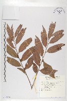 軟毛柿藏品圖，第1張