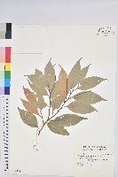 短刺栲藏品圖，第1張