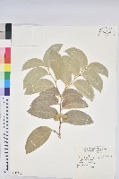 鐵色藏品圖，第1張