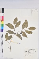 南仁五月茶藏品圖，第1張