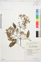 柱果鐵線蓮藏品圖，第1張