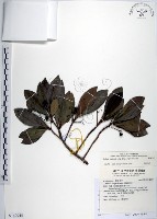 樹杞藏品圖，第1張