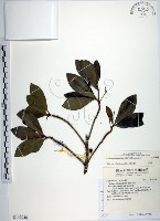 樹杞藏品圖，第1張