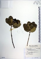 日本衛矛, 大葉黃楊藏品圖，第1張