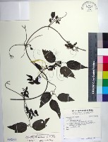 臺灣鐵線蓮藏品圖，第1張