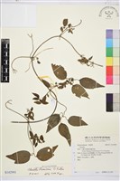 臺灣鐵線蓮藏品圖，第2張