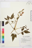 小木通藏品圖，第1張