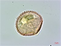 狗骨仔藏品圖，第1張