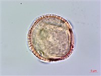 狗骨仔藏品圖，第2張