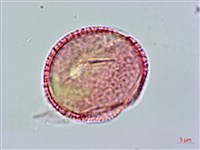 狗骨仔藏品圖，第3張