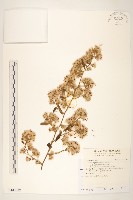 過山龍藏品圖，第1張