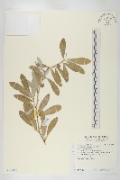 宜梧藏品圖，第1張