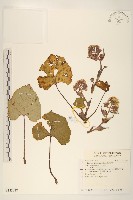 臺灣款冬藏品圖，第1張