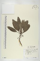 奧氏虎皮楠藏品圖，第1張