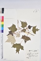 台灣白匏子藏品圖，第1張