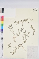 地錦藏品圖，第1張