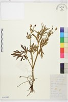 茴茴蒜藏品圖，第1張