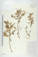 鳳花菜藏品圖，第1張