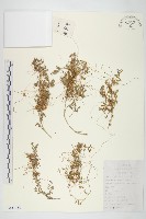 中國菟絲子藏品圖，第1張