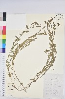 蜜柑草藏品圖，第1張