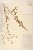 紫花山萵苣藏品圖，第1張