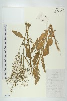 風花菜、球果山芥菜藏品圖，第1張