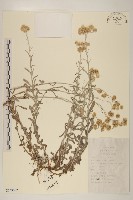 鼠麴草藏品圖，第1張