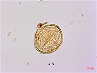 扁擔木藏品圖，第2張