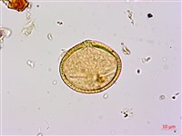 扁擔木藏品圖，第3張