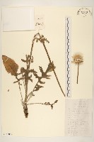 漏蘆藏品圖，第1張