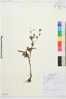 茴茴蒜藏品圖，第1張