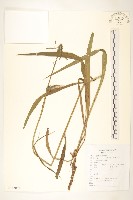 芼管草藏品圖，第1張