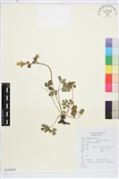 紫花漏斗菜藏品圖，第1張
