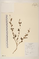 螞蚱腿子藏品圖，第1張